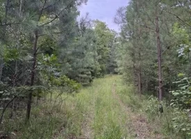 188+/-acres beautiful, wooded property Near Franklin State Forest