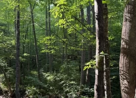 SOLD!! 6.14+/-acres Unrestricted Property with Creek