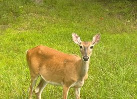 Beautiful Lot in Jasper Highlands