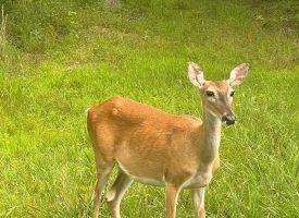 Beautiful Lot in Jasper Highlands