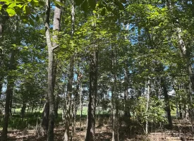 1.3+/-acre wooded property in the heart of Tracy City, TN
