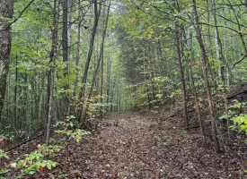 42.14+/-acres Off the Grid Wooded Property