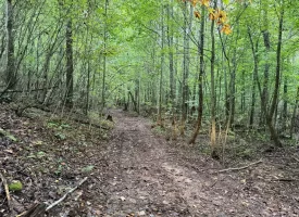 42.14+/-acres Off the Grid Wooded Property