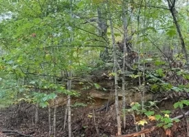 42.14+/-acres Off the Grid Wooded Property
