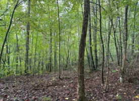 42.14+/-acres Off the Grid Wooded Property