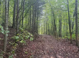 42.14+/-acres Off the Grid Wooded Property