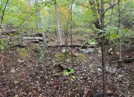 42.14+/-acres Off the Grid Wooded Property