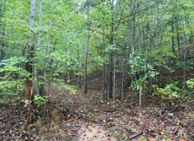 49.34+/-acres Unrestricted Wooded Hunting tract in Palmer TN