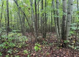 49.34+/-acres Unrestricted Wooded Hunting tract in Palmer TN