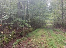 49.34+/-acres Unrestricted Wooded Hunting tract in Palmer TN