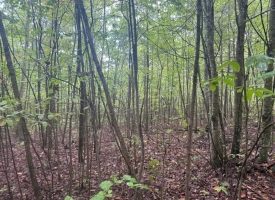 49.34+/-acres Unrestricted Wooded Hunting tract in Palmer TN