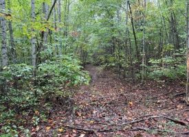 49.34+/-acres Unrestricted Wooded Hunting tract in Palmer TN