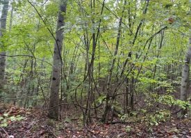 49.34+/-acres Unrestricted Wooded Hunting tract in Palmer TN