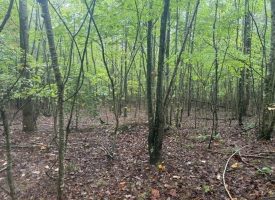 49.34+/-acres Unrestricted Wooded Hunting tract in Palmer TN