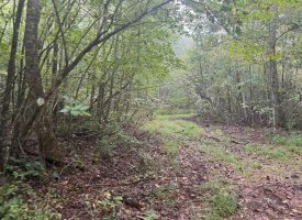 49.34+/-acres Unrestricted Wooded Hunting tract in Palmer TN
