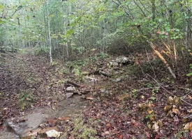 56.55+/-acres Unrestricted wooded hunting tract in Palmer TN