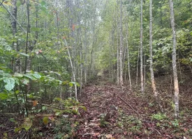 56.55+/-acres Unrestricted wooded hunting tract in Palmer TN