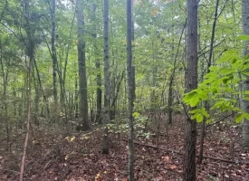 56.55+/-acres Unrestricted wooded hunting tract in Palmer TN