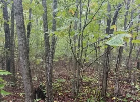 56.55+/-acres Unrestricted wooded hunting tract in Palmer TN