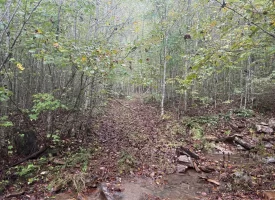 56.55+/-acres Unrestricted wooded hunting tract in Palmer TN