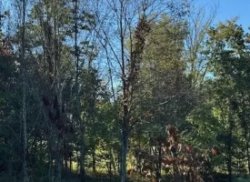 1.60+/-acres this unrestricted property Bring your RV Or Mobile Home