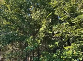 1.60+/-acres this unrestricted property Bring your RV Or Mobile Home