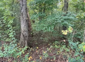 5.97+/-acres Unrestricted wooded Property in Madisonville TN