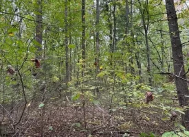 5.97+/-acres Unrestricted wooded Property in Madisonville TN