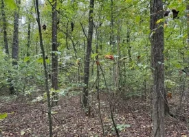 5.97+/-acres Unrestricted wooded Property in Madisonville TN