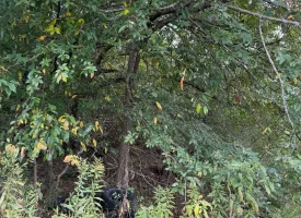 5.04+/-acres Unrestricted property with Pasture and Woods