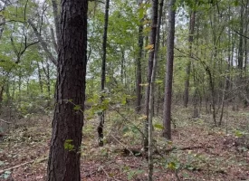 7.2+/-acres Unrestricted Wooded Property in Madisonville TN