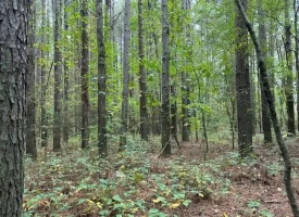 7.2+/-acres Unrestricted Wooded Property in Madisonville TN