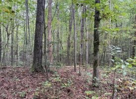 5.20+/-acres unrestricted property with Hardwoods.