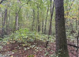5.20+/-acres unrestricted property with Hardwoods.