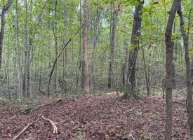 5.20+/-acres unrestricted property with Hardwoods.