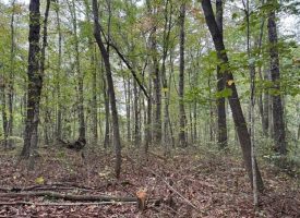 5.20+/-acres unrestricted property with Hardwoods.