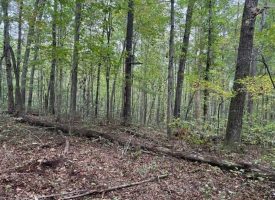 5.20+/-acres unrestricted property with Hardwoods.