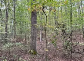 5.07+/-acres Unrestricted wooded property near Monteagle.