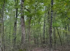 5.07+/-acres Unrestricted wooded property near Monteagle.