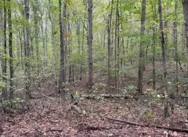 5.07+/-acres Unrestricted wooded property near Monteagle.