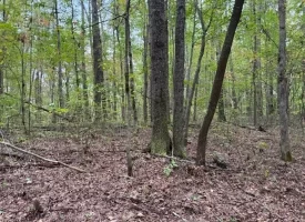 5.07+/-acres Unrestricted wooded property near Monteagle.