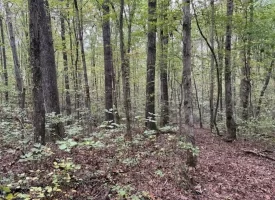 5.07+/-acres Unrestricted wooded property near Monteagle.