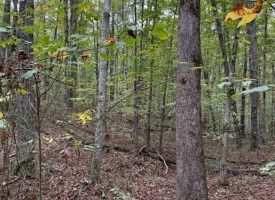 5.10+/-acres unrestricted property with Hardwoods.