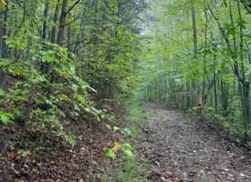 148+/-acres Unrestricted Hunting Tract in Palmer TN