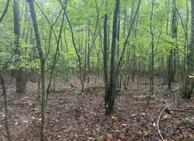 148+/-acres Unrestricted Hunting Tract in Palmer TN