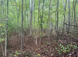 148+/-acres Unrestricted Hunting Tract in Palmer TN