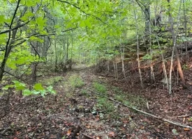 148+/-acres Unrestricted Hunting Tract in Palmer TN