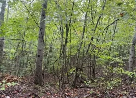 148+/-acres Unrestricted Hunting Tract in Palmer TN