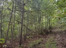 148+/-acres Unrestricted Hunting Tract in Palmer TN