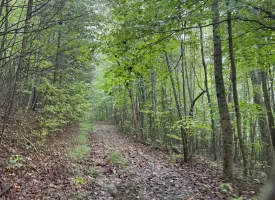 148+/-acres Unrestricted Hunting Tract in Palmer TN